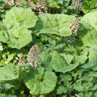 Butterbur